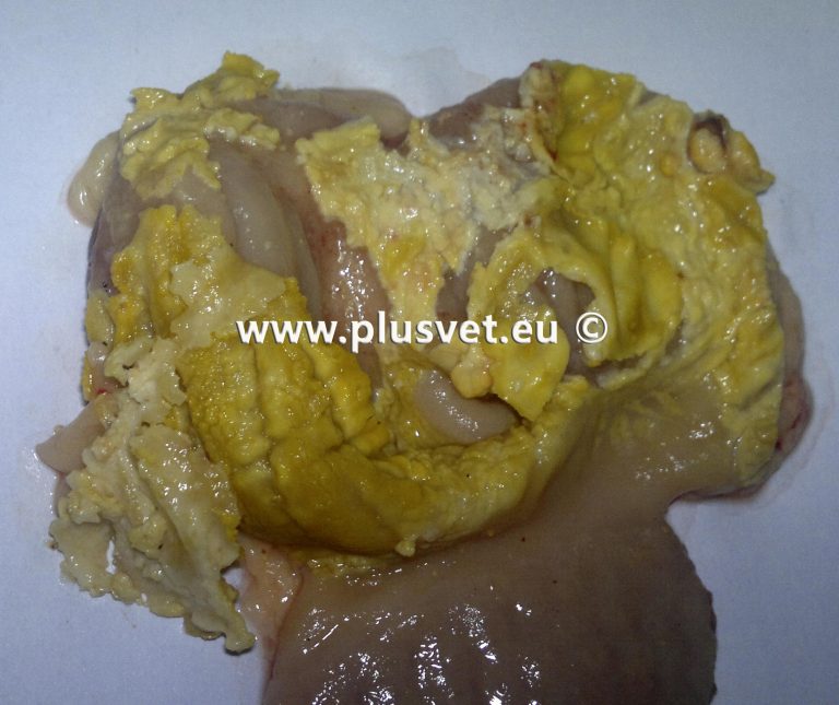 glas Kina hundehvalp 7 causas principales de lesiones en molleja y proventrículo | PlusVet  Animal Health