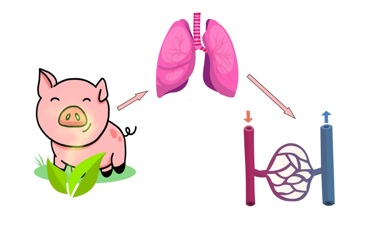 Inhalación: una vía alternativa para administrar aceites esenciales a ...