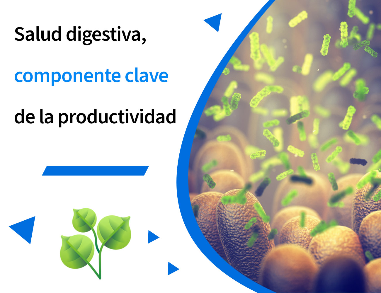Pododermatitis, función barrera intestinal, disbiosis, tránsito rápido, enteritis, diarrea acuosa, excrementos acuosos, heces acuosas, Clostridium, enterobacteria, diarrea, PlusVet Animal Health, aditivos para alimentos, aditivos para alimentación animal, extractos de plantas, aceites esenciales, fitobióticos, fitoquímicos, fitogénicos, reemplazar antibioticos promotores del crecimiento, productos naturales, salud digestiva, aves, avicultura, porcino, cerdos, rumiantes, disbacteriosis,