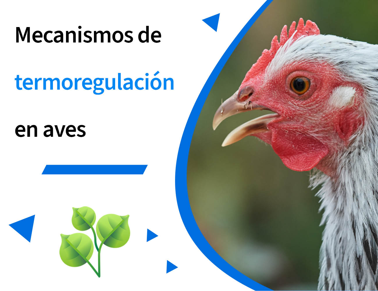 estrés por calor, clima cálido, verano, jadeo, ingesta de alimento, aumento de peso, calor, oxidación, antioxidante, estrés oxidativo, estrés, PlusVet Animal Health, aditivos para alimentos, aditivos para alimentación animal, extractos de plantas, aceites esenciales, fitobióticos, fitoquímicos, fitogénicos, reemplazar antibioticos promotores del crecimiento, productos naturales, salud digestiva, aves, avicultura, porcino, cerdos, rumiantes