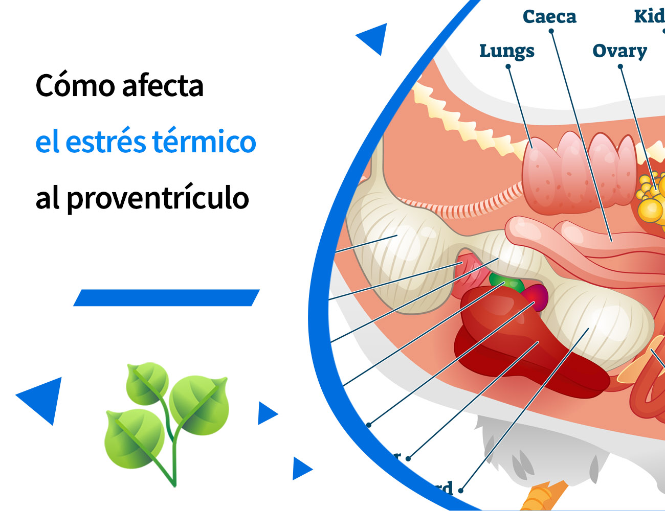 estrés por calor, clima cálido, verano, jadeo, ingesta de alimento, aumento de peso, calor, oxidación, antioxidante, estrés oxidativo, estrés, PlusVet Animal Health, aditivos para alimentos, aditivos para alimentación animal, extractos de plantas, aceites esenciales, fitobióticos, fitoquímicos, fitogénicos, reemplazar antibioticos promotores del crecimiento, productos naturales, salud digestiva, aves, avicultura, porcino, cerdos, rumiantes