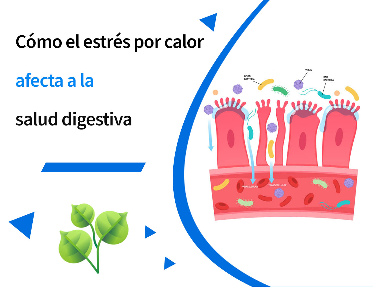 estrés por calor, clima cálido, verano, jadeo, ingesta de alimento, aumento de peso, calor, oxidación, antioxidante, estrés oxidativo, estrés, PlusVet Animal Health, aditivos para alimentos, aditivos para alimentación animal, extractos de plantas, aceites esenciales, fitobióticos, fitoquímicos, fitogénicos, reemplazar antibioticos promotores del crecimiento, productos naturales, salud digestiva, aves, avicultura, porcino, cerdos, rumiantes