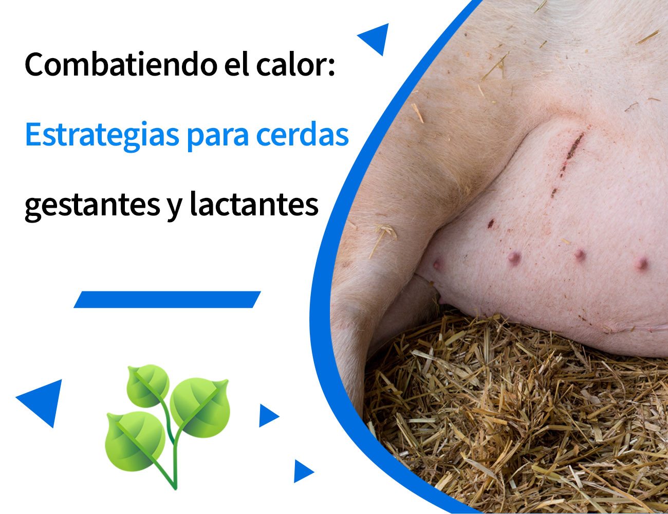 estrés por calor, clima cálido, verano, jadeo, ingesta de alimento, aumento de peso, calor, oxidación, antioxidante, estrés oxidativo, estrés, PlusVet Animal Health, aditivos para alimentos, aditivos para alimentación animal, extractos de plantas, aceites esenciales, fitobióticos, fitoquímicos, fitogénicos, reemplazar antibioticos promotores del crecimiento, productos naturales, salud digestiva, aves, avicultura, porcino, cerdos, rumiantes