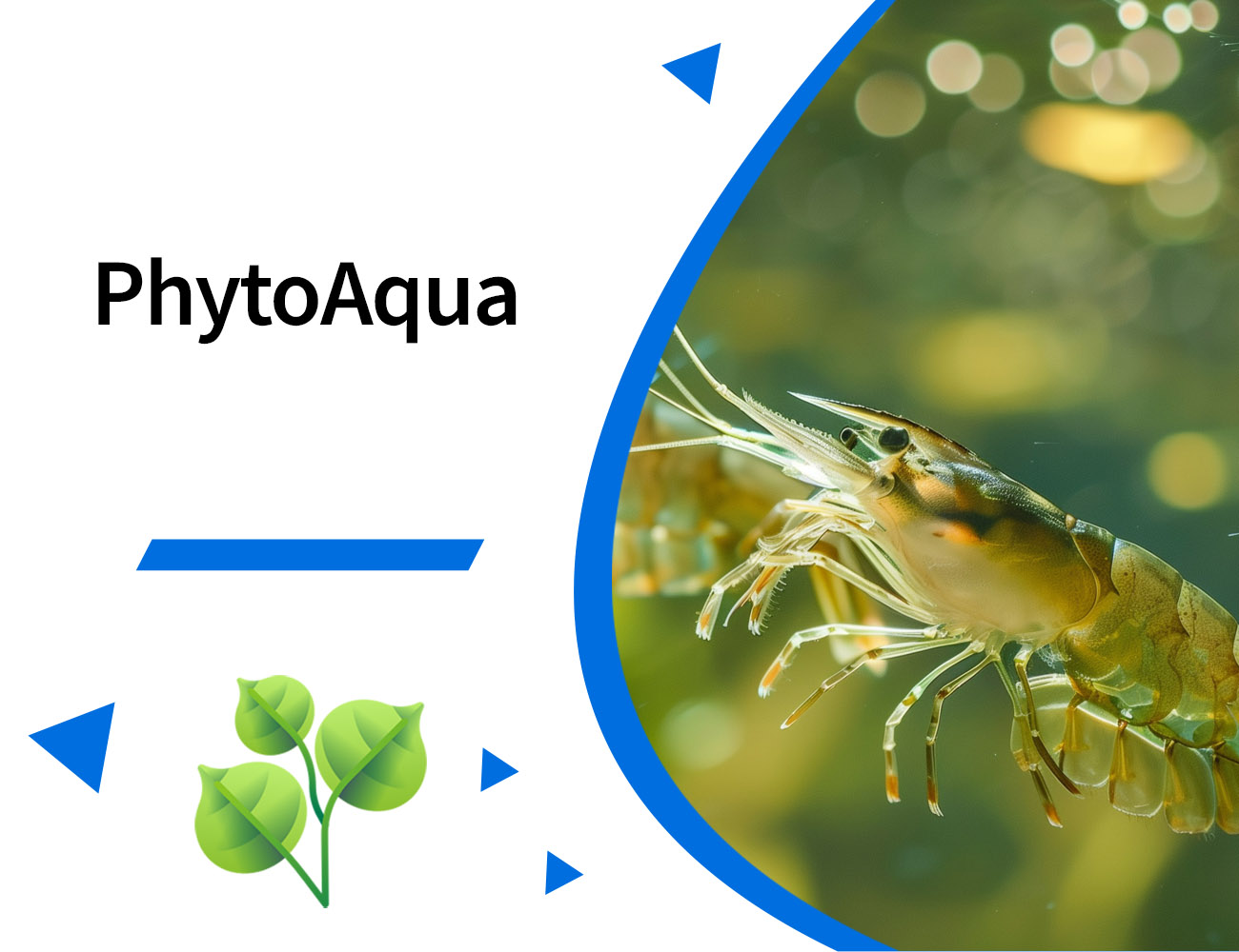 Acuicultura, piscicultura, camarones, tilapia, gambas, camarón, pepino de mar, PlusVet Animal Health, aditivos para alimentos, aditivos para alimentación animal, extractos de plantas, aceites esenciales, fitobióticos, fitoquímicos, fitogénicos, reemplazar antibioticos promotores del crecimiento, productos naturales, salud digestiva, vibrio