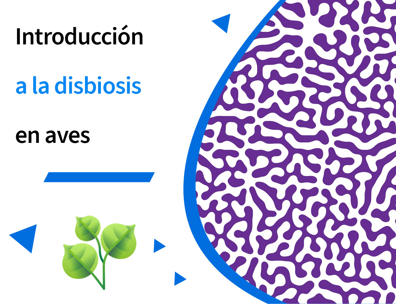 Pododermatitis, función barrera intestinal, disbiosis, tránsito rápido, enteritis, diarrea acuosa, excrementos acuosos, heces acuosas, Clostridium, enterobacteria, diarrea, PlusVet Animal Health, aditivos para alimentos, aditivos para alimentación animal, extractos de plantas, aceites esenciales, fitobióticos, fitoquímicos, fitogénicos, reemplazar antibioticos promotores del crecimiento, productos naturales, salud digestiva, aves, avicultura, porcino, cerdos, rumiantes, disbacteriosis,