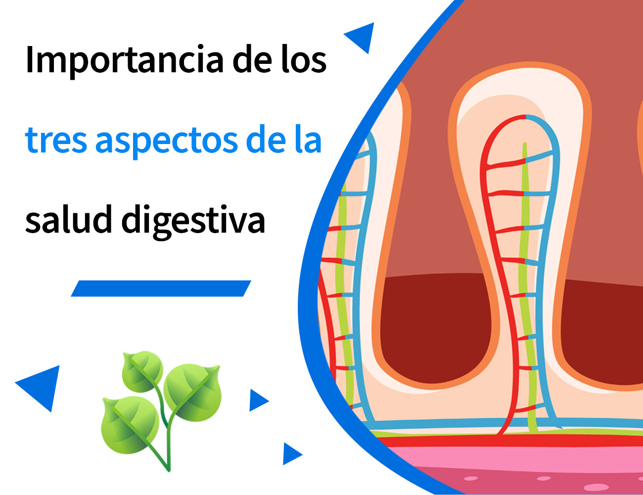 Pododermatitis, función barrera intestinal, disbiosis, tránsito rápido, enteritis, diarrea acuosa, excrementos acuosos, heces acuosas, Clostridium, enterobacteria, diarrea, PlusVet Animal Health, aditivos para alimentos, aditivos para alimentación animal, extractos de plantas, aceites esenciales, fitobióticos, fitoquímicos, fitogénicos, reemplazar antibioticos promotores del crecimiento, productos naturales, salud digestiva, aves, avicultura, porcino, cerdos, rumiantes, disbacteriosis,