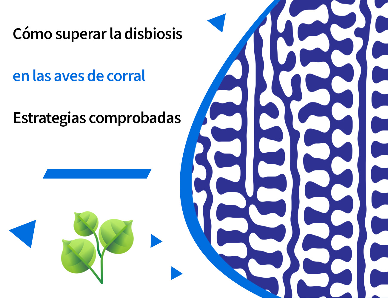 Pododermatitis, función barrera intestinal, disbiosis, tránsito rápido, enteritis, diarrea acuosa, excrementos acuosos, heces acuosas, Clostridium, enterobacteria, diarrea, PlusVet Animal Health, aditivos para alimentos, aditivos para alimentación animal, extractos de plantas, aceites esenciales, fitobióticos, fitoquímicos, fitogénicos, reemplazar antibioticos promotores del crecimiento, productos naturales, salud digestiva, aves, avicultura, porcino, cerdos, rumiantes, disbacteriosis,