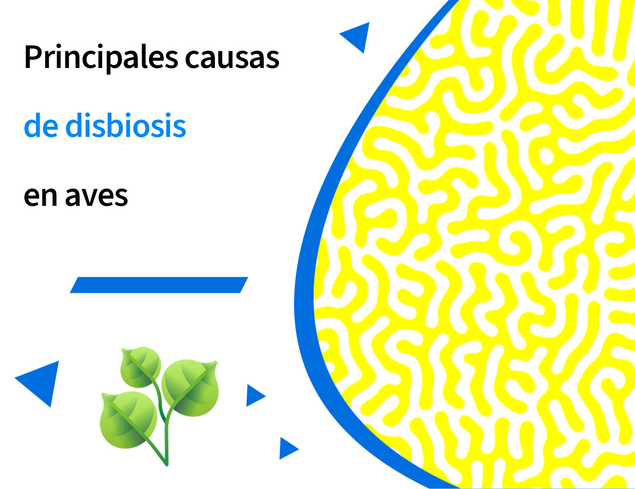 Pododermatitis, función barrera intestinal, disbiosis, tránsito rápido, enteritis, diarrea acuosa, excrementos acuosos, heces acuosas, Clostridium, enterobacteria, diarrea, PlusVet Animal Health, aditivos para alimentos, aditivos para alimentación animal, extractos de plantas, aceites esenciales, fitobióticos, fitoquímicos, fitogénicos, reemplazar antibioticos promotores del crecimiento, productos naturales, salud digestiva, aves, avicultura, porcino, cerdos, rumiantes, disbacteriosis,