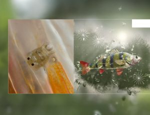 Acuicultura, piscicultura, camarones, tilapia, gambas, camarón, salmón, pepino de mar, PlusVet Animal Health, aditivos para alimentos, aditivos para alimentación animal, extractos de plantas, aceites esenciales, fitobióticos, fitoquímicos, fitogénicos, reemplazar antibioticos promotores del crecimiento, productos naturales, salud digestiva, vibrió, parásitos externos