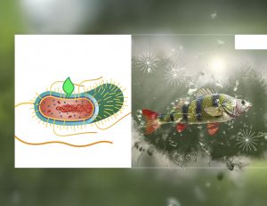 Acuicultura, piscicultura, camarones, tilapia, gambas, camarón, salmón, pepino de mar, PlusVet Animal Health, aditivos para alimentos, aditivos para alimentación animal, extractos de plantas, aceites esenciales, fitobióticos, fitoquímicos, fitogénicos, reemplazar antibioticos promotores del crecimiento, productos naturales, salud digestiva, vibrió, parásitos externos