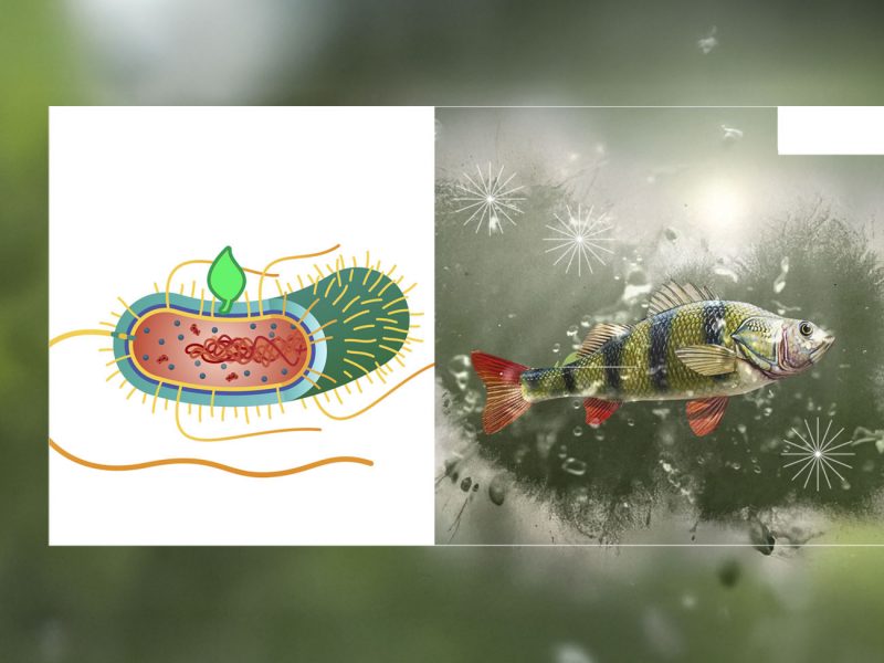 Acuicultura, piscicultura, camarones, tilapia, gambas, camarón, salmón, pepino de mar, PlusVet Animal Health, aditivos para alimentos, aditivos para alimentación animal, extractos de plantas, aceites esenciales, fitobióticos, fitoquímicos, fitogénicos, reemplazar antibioticos promotores del crecimiento, productos naturales, salud digestiva, vibrió, parásitos externos