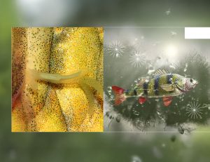 Acuicultura, piscicultura, camarones, tilapia, gambas, camarón, salmón, pepino de mar, PlusVet Animal Health, aditivos para alimentos, aditivos para alimentación animal, extractos de plantas, aceites esenciales, fitobióticos, fitoquímicos, fitogénicos, reemplazar antibioticos promotores del crecimiento, productos naturales, salud digestiva, vibrió, parásitos externos