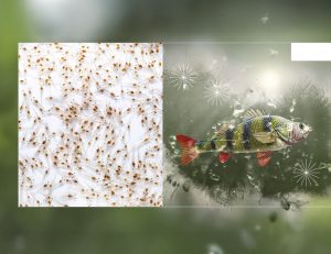 Acuicultura, piscicultura, camarones, tilapia, gambas, camarón, salmón, pepino de mar, PlusVet Animal Health, aditivos para alimentos, aditivos para alimentación animal, extractos de plantas, aceites esenciales, fitobióticos, fitoquímicos, fitogénicos, reemplazar antibioticos promotores del crecimiento, productos naturales, salud digestiva, vibrió, parásitos externos