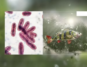 Acuicultura, piscicultura, camarones, tilapia, gambas, camarón, salmón, pepino de mar, PlusVet Animal Health, aditivos para alimentos, aditivos para alimentación animal, extractos de plantas, aceites esenciales, fitobióticos, fitoquímicos, fitogénicos, reemplazar antibioticos promotores del crecimiento, productos naturales, salud digestiva, vibrió, parásitos externos