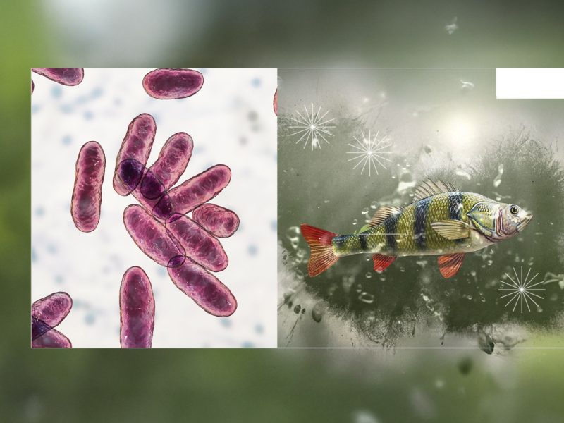 Acuicultura, piscicultura, camarones, tilapia, gambas, camarón, salmón, pepino de mar, PlusVet Animal Health, aditivos para alimentos, aditivos para alimentación animal, extractos de plantas, aceites esenciales, fitobióticos, fitoquímicos, fitogénicos, reemplazar antibioticos promotores del crecimiento, productos naturales, salud digestiva, vibrió, parásitos externos