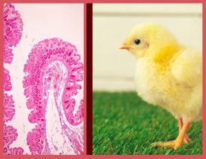 Pododermatitis, función barrera intestinal, disbiosis, tránsito rápido, enteritis, diarrea acuosa, excrementos acuosos, heces acuosas, Clostridium, enterobacteria, diarrea, PlusVet Animal Health, aditivos para alimentos, aditivos para alimentación animal, extractos de plantas, aceites esenciales, fitobióticos, fitoquímicos, fitogénicos, reemplazar antibioticos promotores del crecimiento, productos naturales, salud digestiva, aves, avicultura, porcino, cerdos, rumiantes, disbacteriosis,
