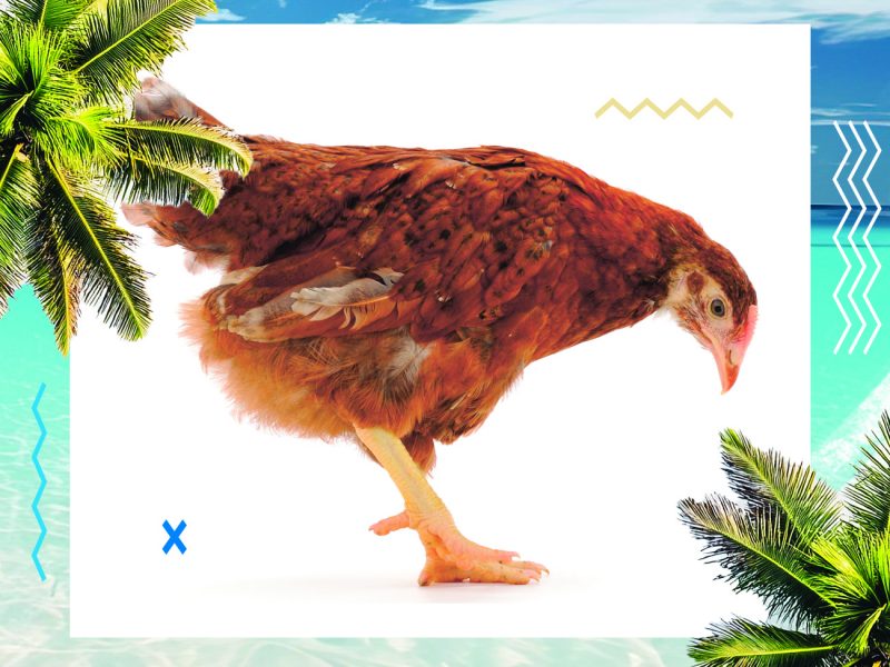 estrés por calor, clima cálido, verano, jadeo, ingesta de alimento, aumento de peso, calor, oxidación, antioxidante, estrés oxidativo, estrés, PlusVet Animal Health, aditivos para alimentos, aditivos para alimentación animal, extractos de plantas, aceites esenciales, fitobióticos, fitoquímicos, fitogénicos, reemplazar antibioticos promotores del crecimiento, productos naturales, salud digestiva, aves, avicultura, porcino, cerdos, rumiantes