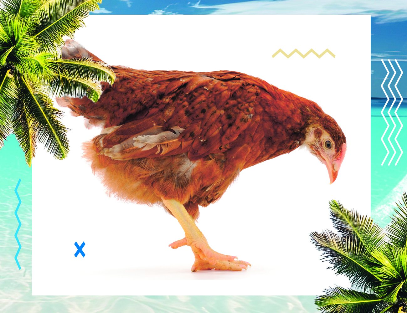 estrés por calor, clima cálido, verano, jadeo, ingesta de alimento, aumento de peso, calor, oxidación, antioxidante, estrés oxidativo, estrés, PlusVet Animal Health, aditivos para alimentos, aditivos para alimentación animal, extractos de plantas, aceites esenciales, fitobióticos, fitoquímicos, fitogénicos, reemplazar antibioticos promotores del crecimiento, productos naturales, salud digestiva, aves, avicultura, porcino, cerdos, rumiantes
