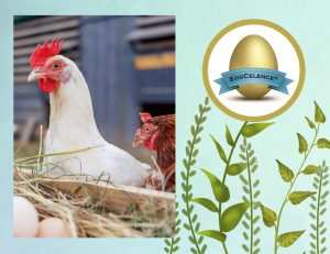 antioxidante, estrés oxidativo, equilibrio redox, radicales libres, estrés, calidad de la carne, calidad de la grasa, contenido de proteínas, PlusVet Animal Health, aditivos para alimentos, aditivos para alimentación animal, extractos de plantas, aceites esenciales, fitobióticos, fitoquímicos, fitogénicos, reemplazar antibioticos promotores del crecimiento, productos naturales, salud digestiva, aves, avicultura, porcino, cerdos, rumiantes