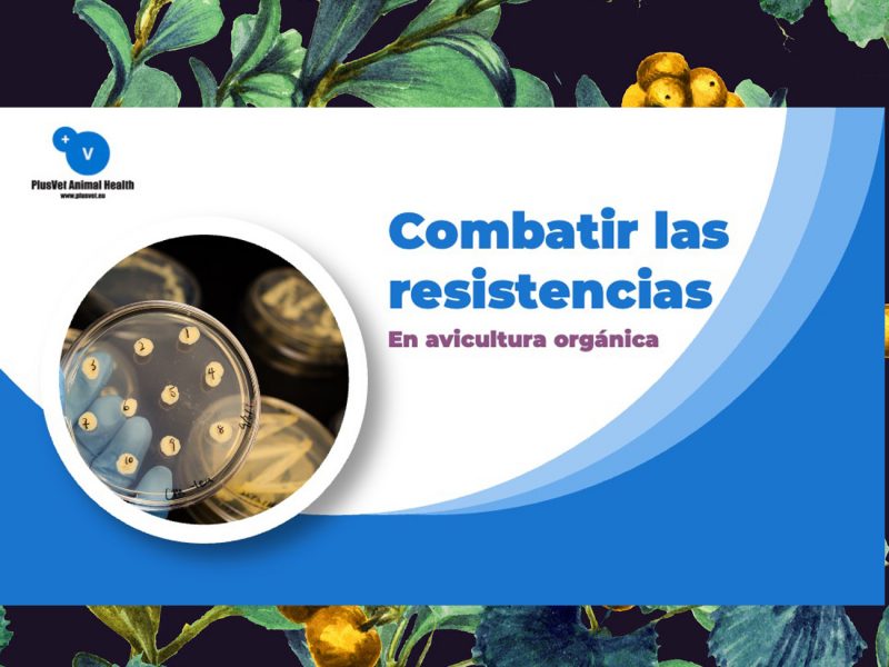 PlusVet Animal Health, aditivos para alimentos, aditivos para alimentación animal, extractos de plantas, aceites esenciales, fitobióticos, fitoquímicos, fitogénicos, reemplazar antibioticos promotores del crecimiento, productos naturales, salud digestiva, aves, avicultura, porcino, cerdos, rumiantes