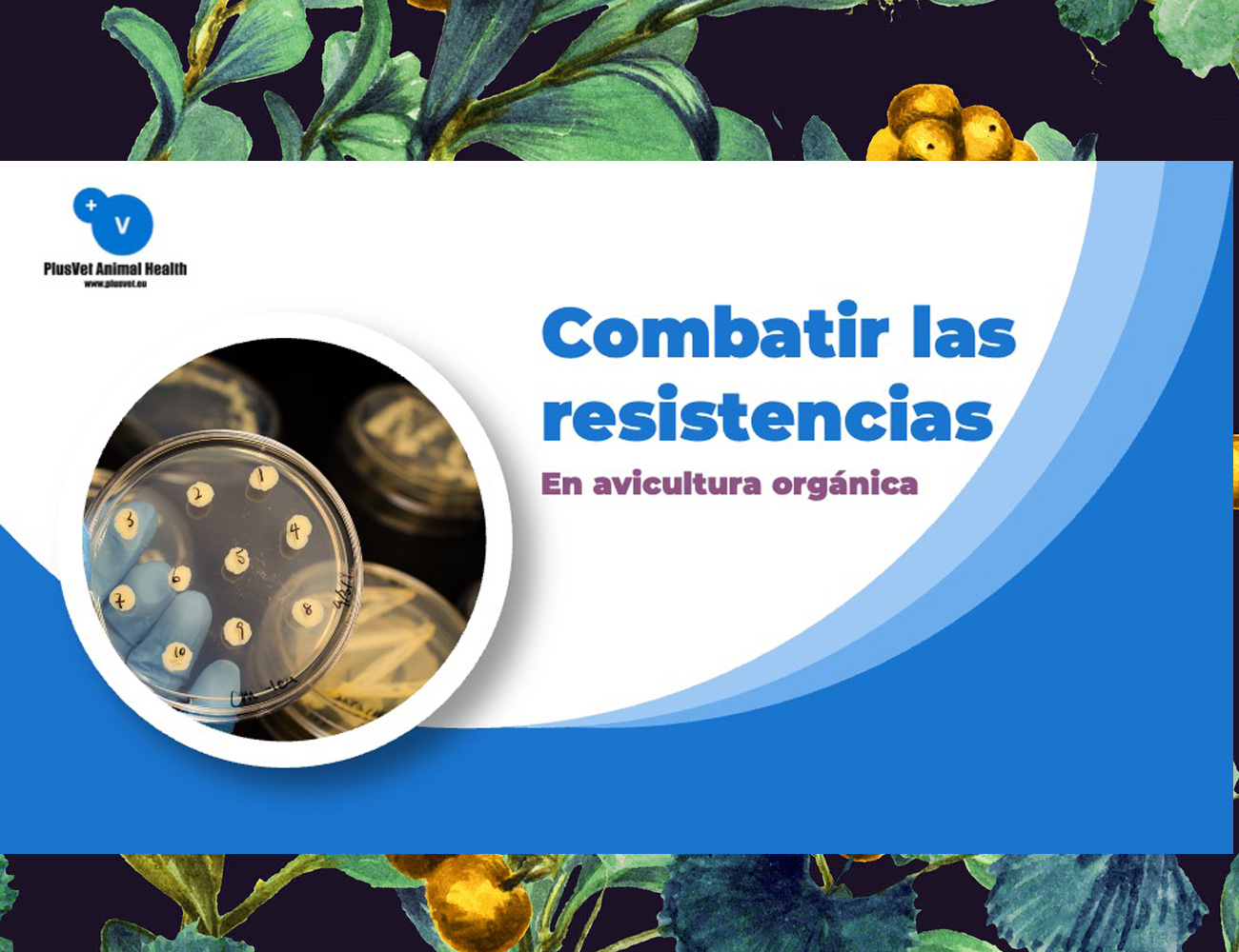 PlusVet Animal Health, aditivos para alimentos, aditivos para alimentación animal, extractos de plantas, aceites esenciales, fitobióticos, fitoquímicos, fitogénicos, reemplazar antibioticos promotores del crecimiento, productos naturales, salud digestiva, aves, avicultura, porcino, cerdos, rumiantes