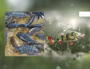 Acuicultura, piscicultura, camarones, tilapia, gambas, camarón, salmón, pepino de mar, PlusVet Animal Health, aditivos para alimentos, aditivos para alimentación animal, extractos de plantas, aceites esenciales, fitobióticos, fitoquímicos, fitogénicos, reemplazar antibioticos promotores del crecimiento, productos naturales, salud digestiva, vibrió, parásitos externos