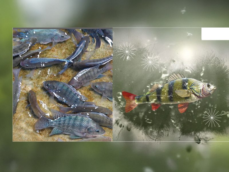 Acuicultura, piscicultura, camarones, tilapia, gambas, camarón, salmón, pepino de mar, PlusVet Animal Health, aditivos para alimentos, aditivos para alimentación animal, extractos de plantas, aceites esenciales, fitobióticos, fitoquímicos, fitogénicos, reemplazar antibioticos promotores del crecimiento, productos naturales, salud digestiva, vibrió, parásitos externos