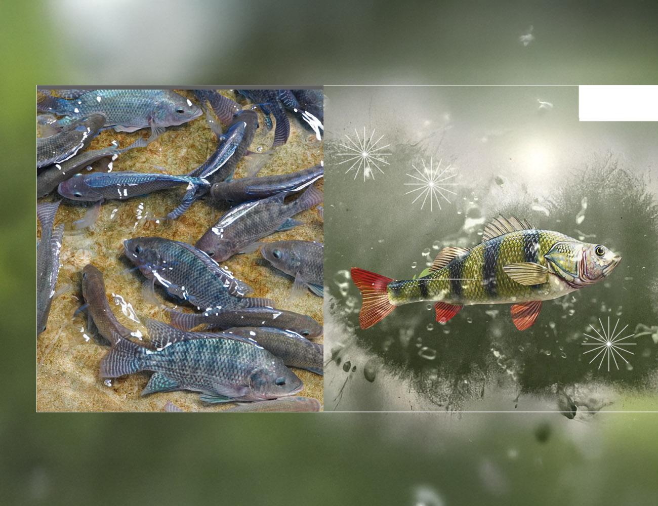 Acuicultura, piscicultura, camarones, tilapia, gambas, camarón, salmón, pepino de mar, PlusVet Animal Health, aditivos para alimentos, aditivos para alimentación animal, extractos de plantas, aceites esenciales, fitobióticos, fitoquímicos, fitogénicos, reemplazar antibioticos promotores del crecimiento, productos naturales, salud digestiva, vibrió, parásitos externos