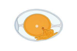 PlusVet Animal Health, aditivos para alimentos, aditivos para alimentación animal, extractos de plantas, aceites esenciales, fitobióticos, fitoquímicos, fitogénicos, gallinas ponedoras, ponedoras, reproductores, aves de corral, pollos de engorde, pollitos, pollo, zinc, agua salina, cloruro de sodio, calidad del huevo, cáscara de huevo, yema, huevos rotos, grietas, cáscara, tasa de puesta, producción de huevos, huevos defectuosos, fracturas, selenio, magnesio, manganeso, zinc, HÍGADO, fertilidad