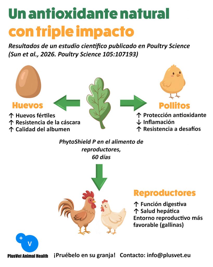 Nueva evidencia científica sobre PhytoShield P en reproductoras pesadas
